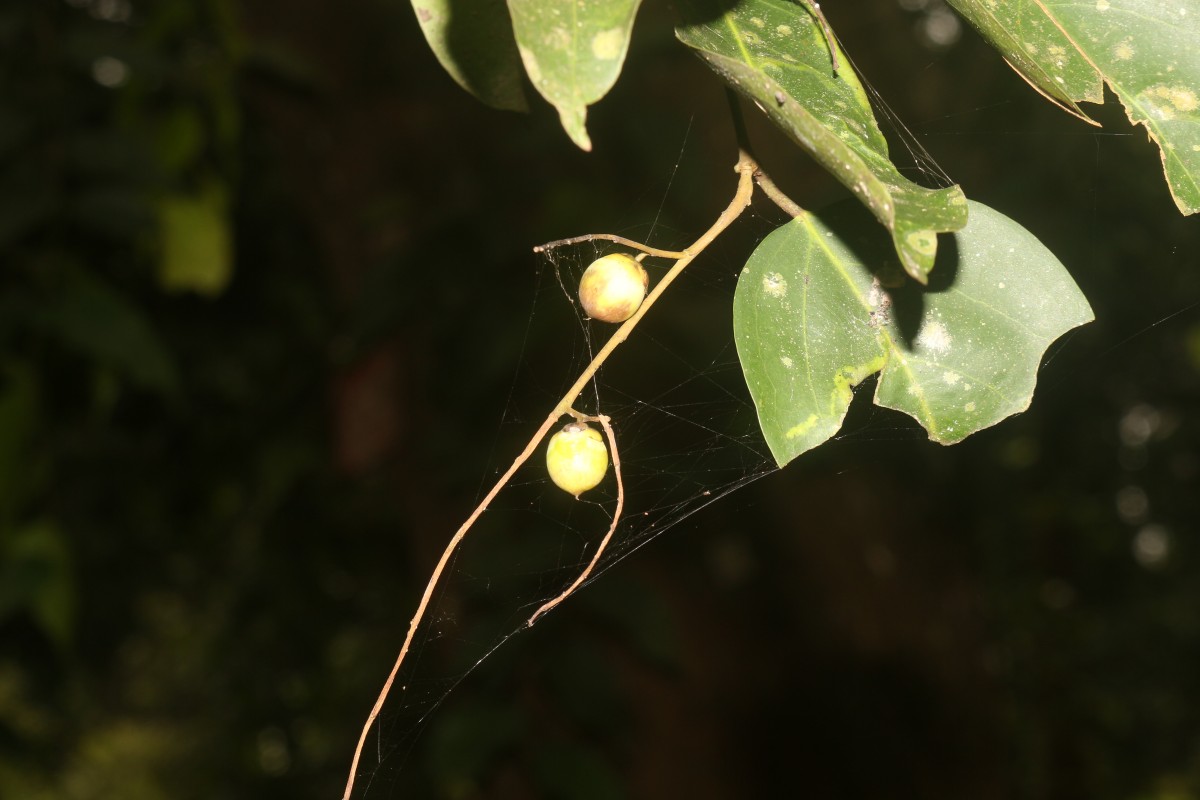 Hopea brevipetiolaris (Thwaites ex Trimen) P.S.Ashton